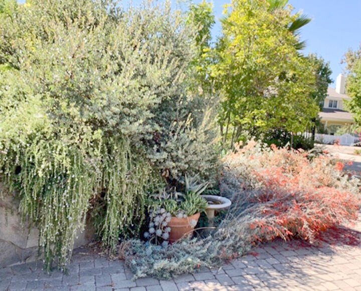 Drought-tolerant landscaping